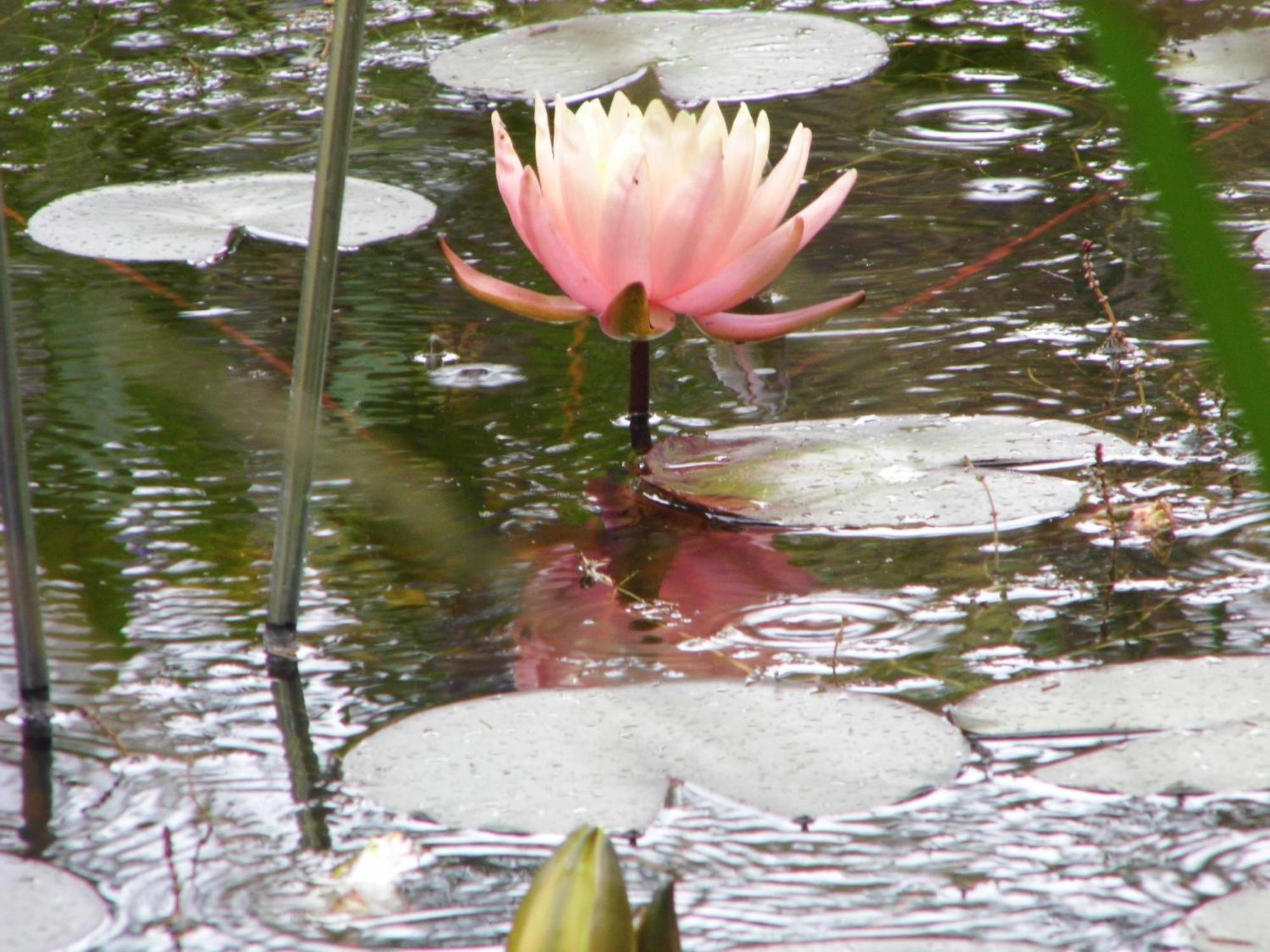 Ferienwohnung Seerose Neppermin 外观 照片